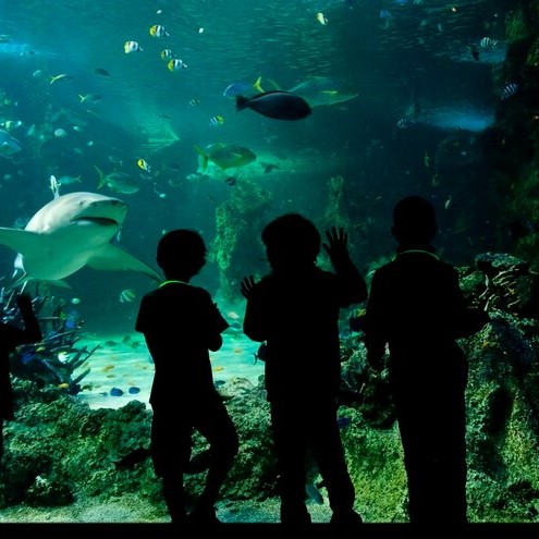 Keandalan Toyota Fortuner untuk Perjalanan di Medan Sulit